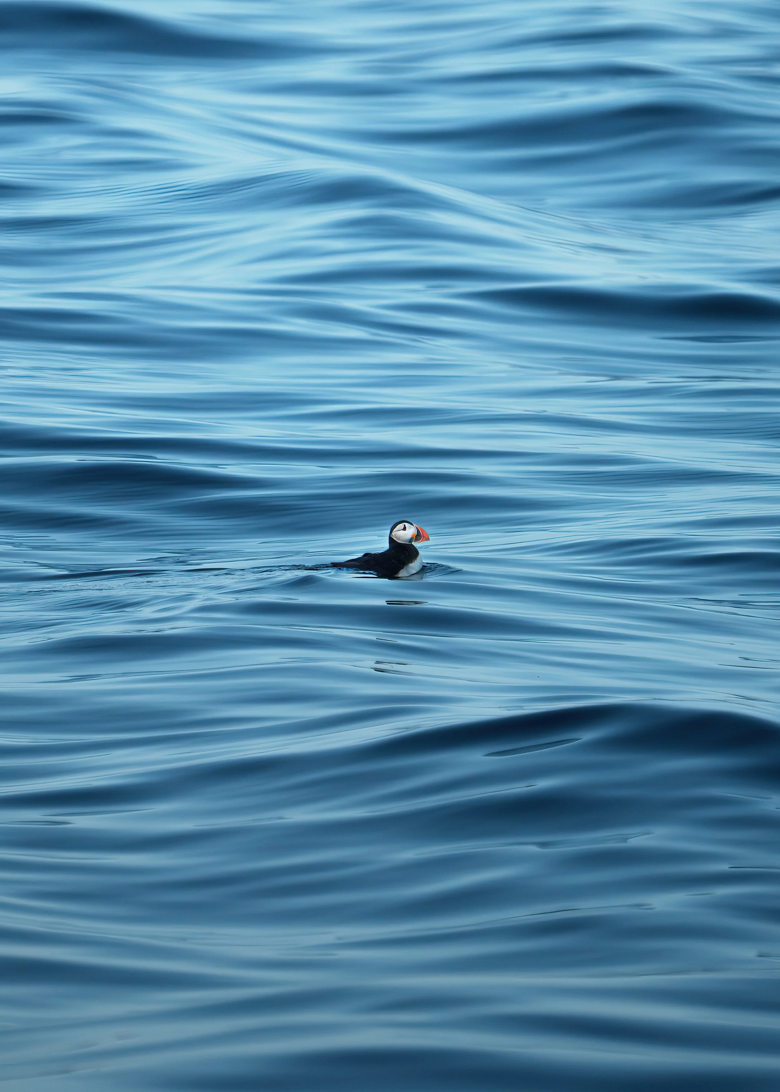 DSC06275-SR.jpg