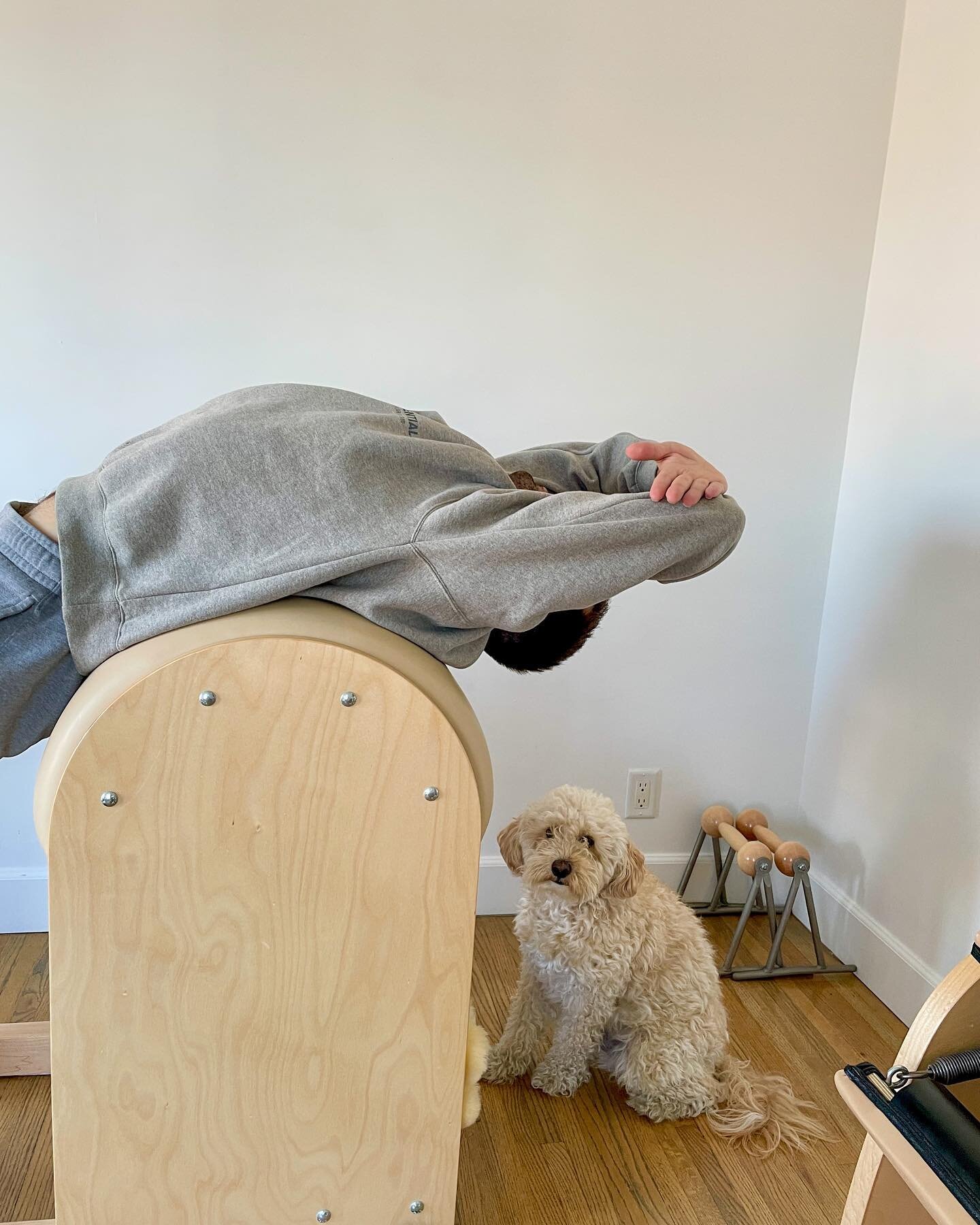 The Ladder Barrel hits different first thing in the morning ☕️😌
Like hello spine, hello 𝒟𝒶𝓎!

p.s. Gordo is clearly making it known he has next 😂

.
.
.

#pilatesteacher #pilatesinstructor #pilates #pilatesstrong #virtualpilates #losangelespilat