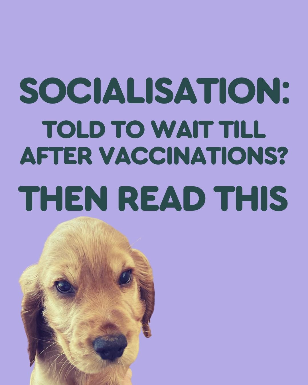 🛑BEEN TOLD TO WAIT UNTIL 16 WEEKS TO SOCIALISE YOUR PUP?

Then read these slides.

▪️Did you know those first 3 months are the VIP pass to pup success? 

Let's get those pups exploring SAFELY. 

It's all about seeing, hearing, smelling new and novel