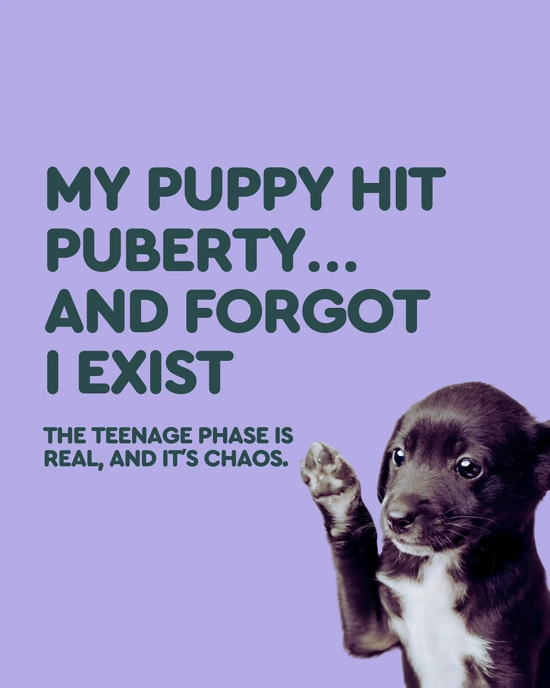 My dog used to come when I called. Now? He looks me dead in the eye&hellip; &hellip;and walks in the opposite direction. 

Welcome to the teenage phase. Where your once-perfect puppy suddenly: &ndash; Forgets their name &ndash; Pretends they&rsquo;ve