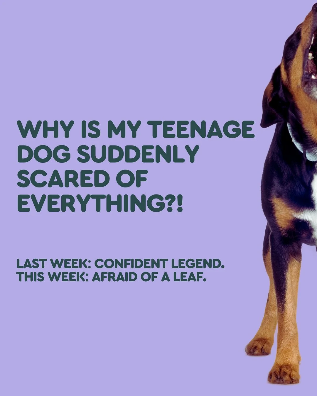 One minute your dog&rsquo;s walking tall&hellip; The next, they&rsquo;re spooked by a garden hose.

This is the second fear period &mdash; and yes, it&rsquo;s a real thing. 
Teenage dogs can suddenly act nervous, clingy, or reactive, even if they wer