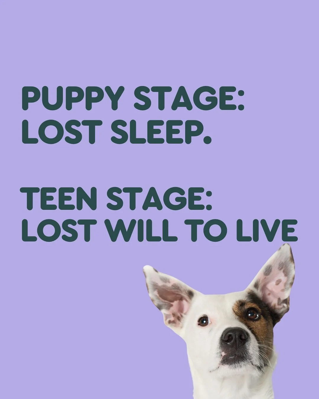 You thought the puppy stage was hard?
Cute.
Try teenage doghood &mdash; where your once-sweet puppy forgets their name, their training, and how to function as a member of society.

The biting? It&rsquo;s back.
The zoomies? Upgraded.
The recall? LOL.
