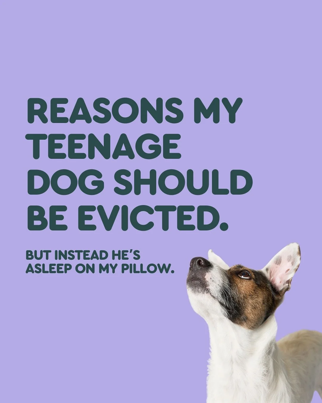 My teenage dog has: &ndash; Eaten my notes &ndash; Forgotten his own name mid-walk &ndash; Barked at a fence like it owed him money &ndash; Refused to come&hellip; then asked for a treat anyway

And yet... He sleeps on my pillow like a Victorian prin