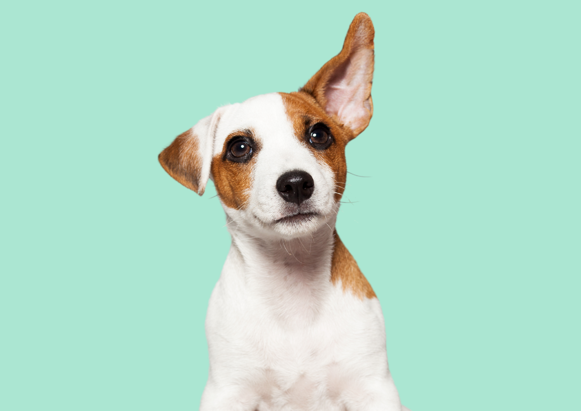 Super Woofers Dog Training Hobart