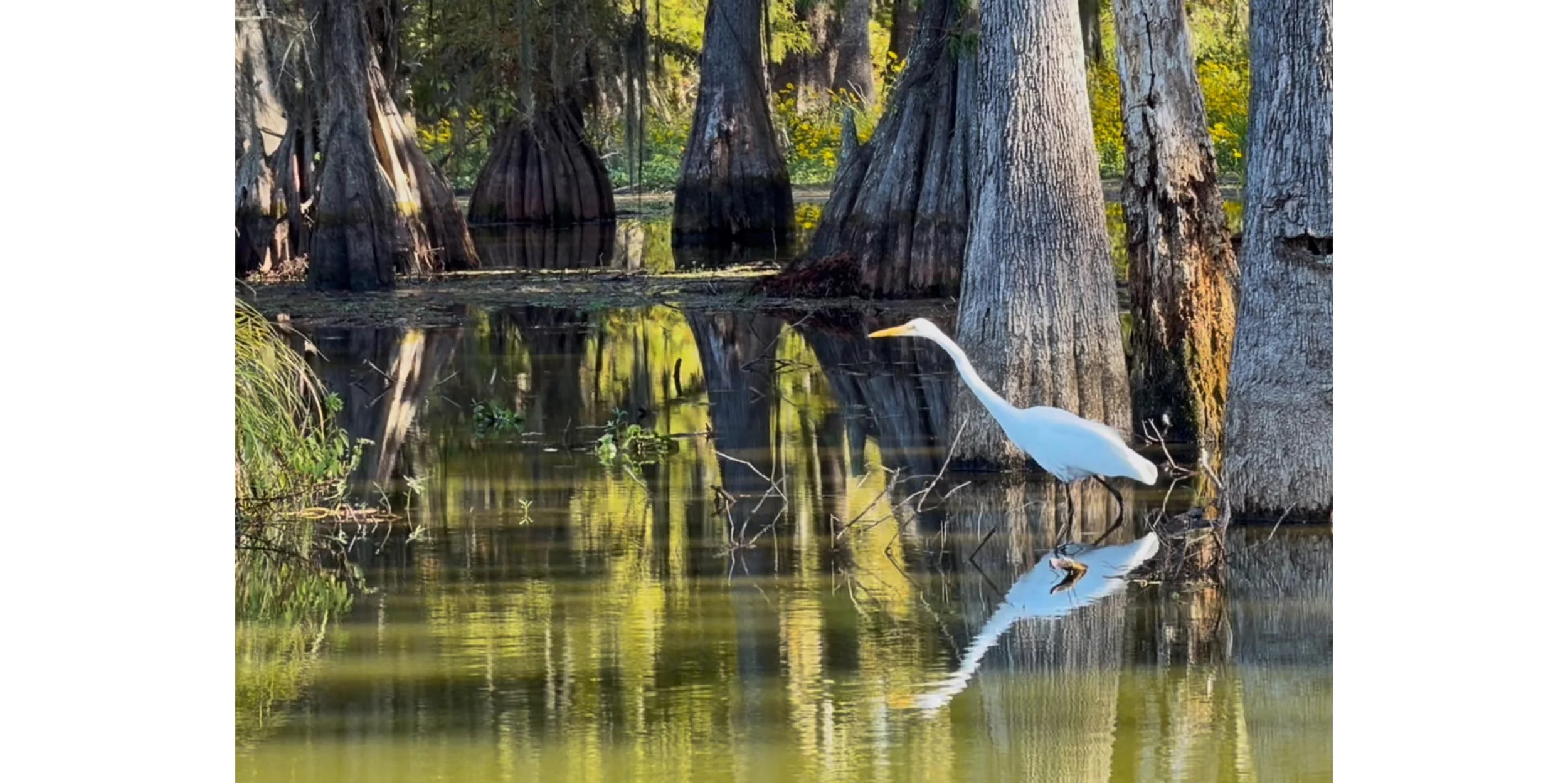 Texas &amp; Louisiana Road Trip
