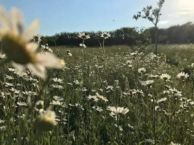 Wildflower meadow with oxide daisies by Anna Sissons Garden Design