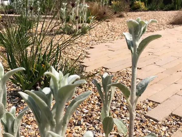 Anna Sissons Garden Design in Devon, paving detail