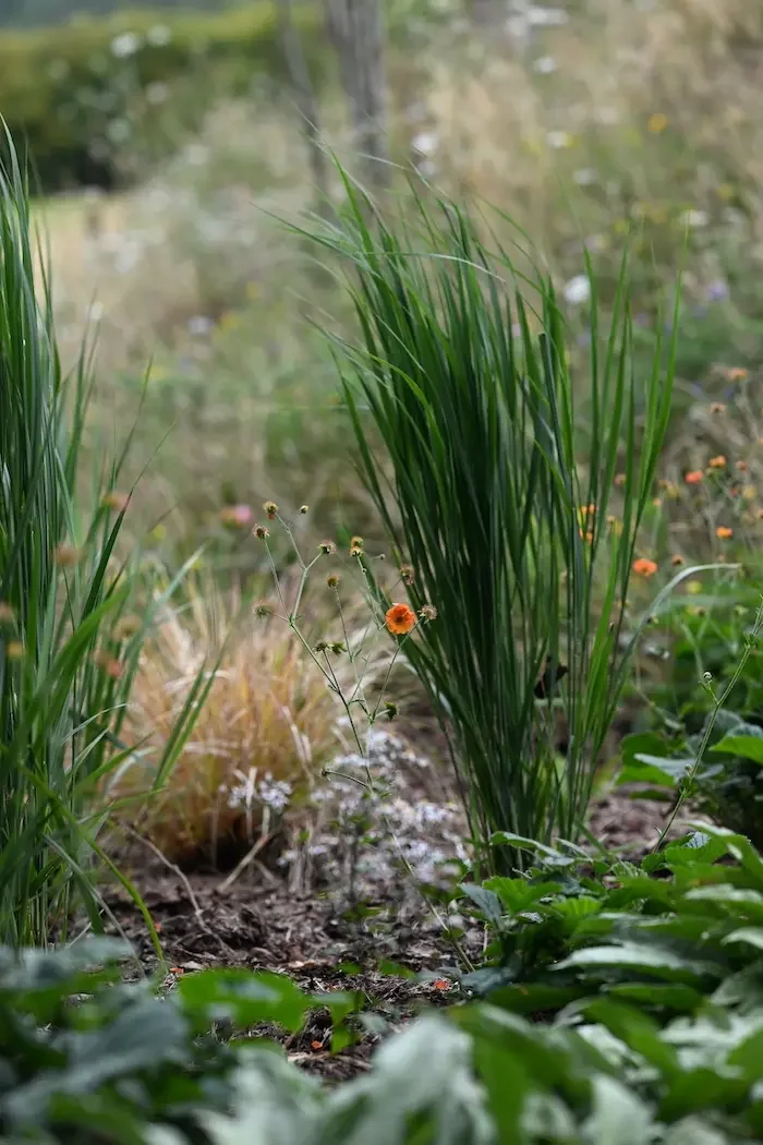 Woodland bed in Anna Sissons Garden Design for Design Home, Sidmouth