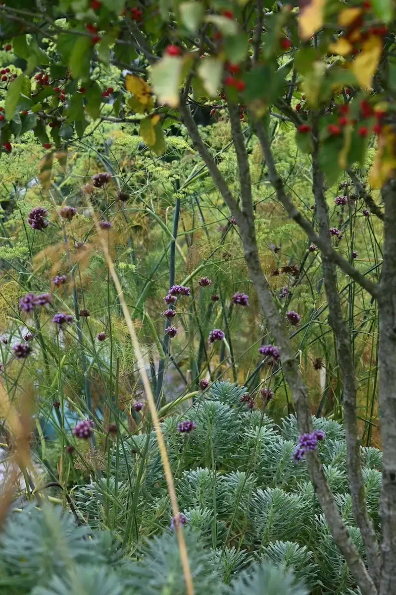 Pollinator friendly planting design by Anna Sissons