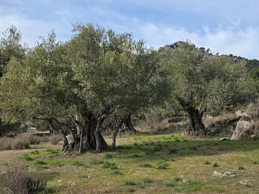 Returning to the Land, Returning to Myself