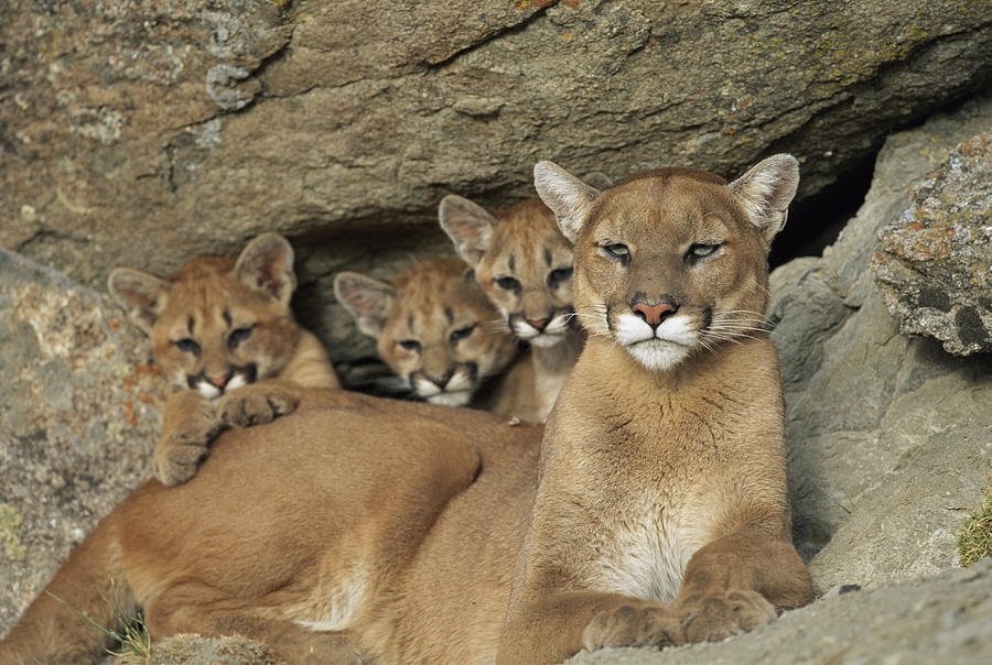 Pumas.jpeg