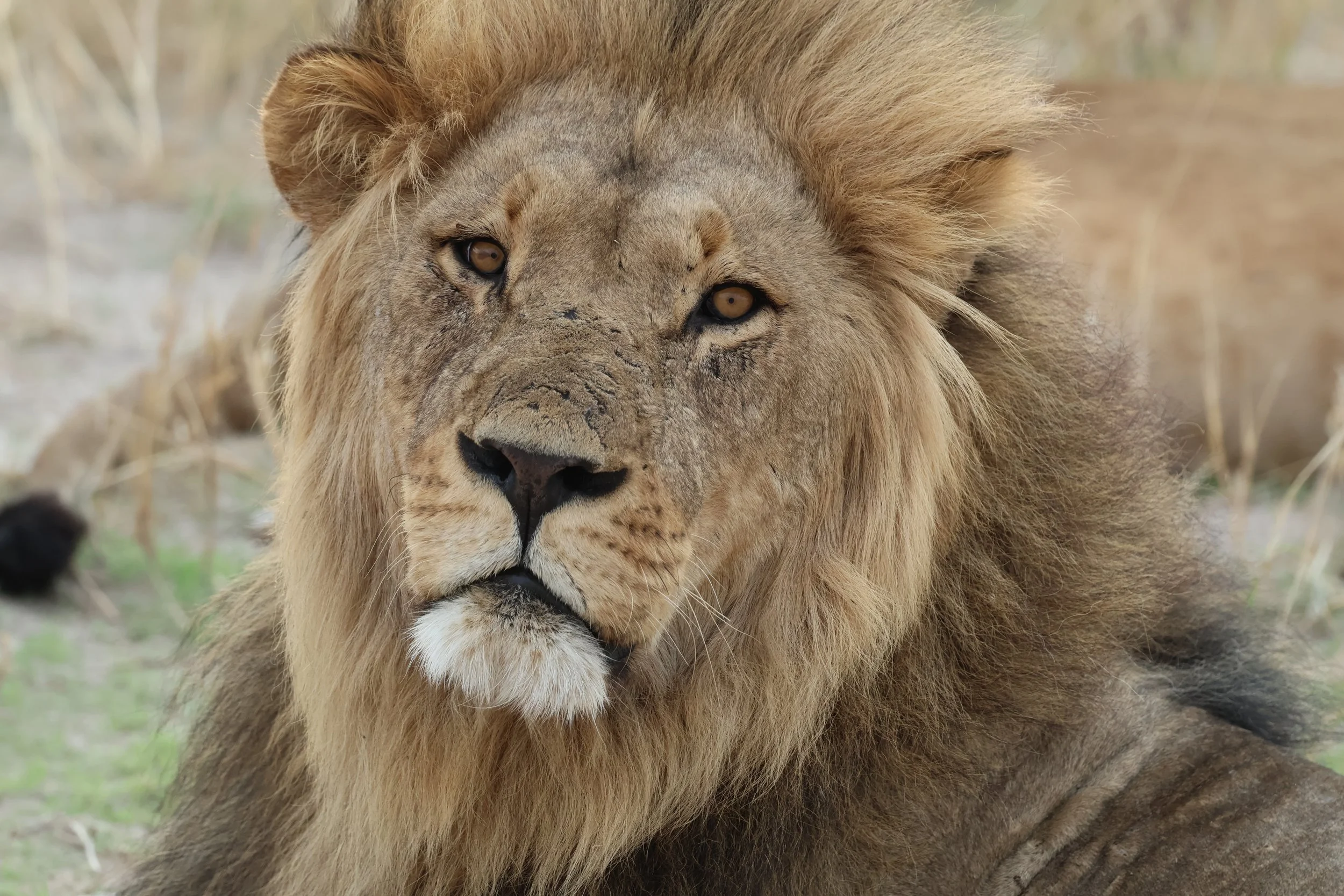 Close-up of a male lion with a thick mane lying on the grass in a natural habitat.