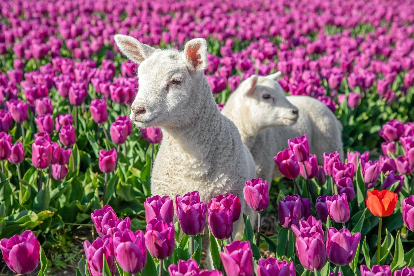 Today is the first day of spring! So below some spring-related Dutch words, to get you in the mood 🤗

De lente = The spring
Het nieuwe leven = The new life
De bloemen = The flowers
Het lammetje = The little lamb

What other Dutch spring words do you