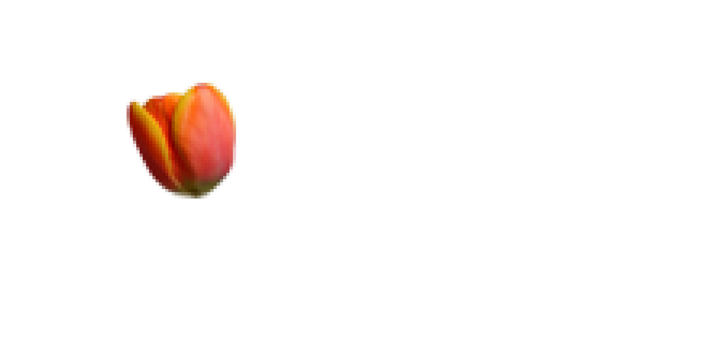 Dutch 4 Beginners logo - learn dutch as a beginner