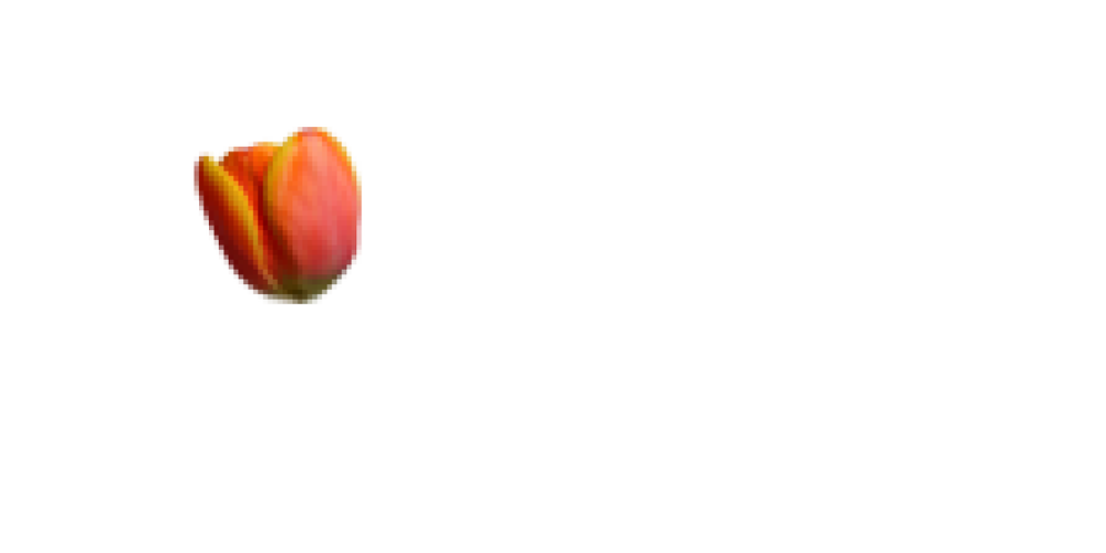 Best Dutch Books for Beginners | Learn Dutch Through Reading