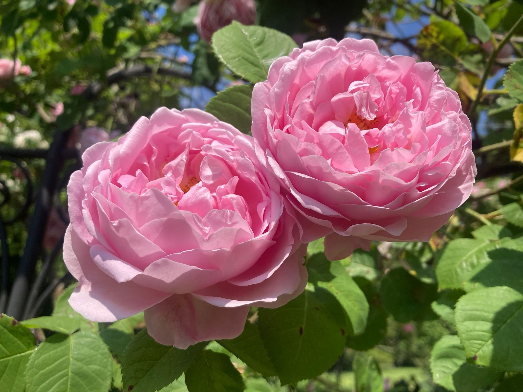 WhatsApp Image 2023-08-24 at 17.00.12.jpeg