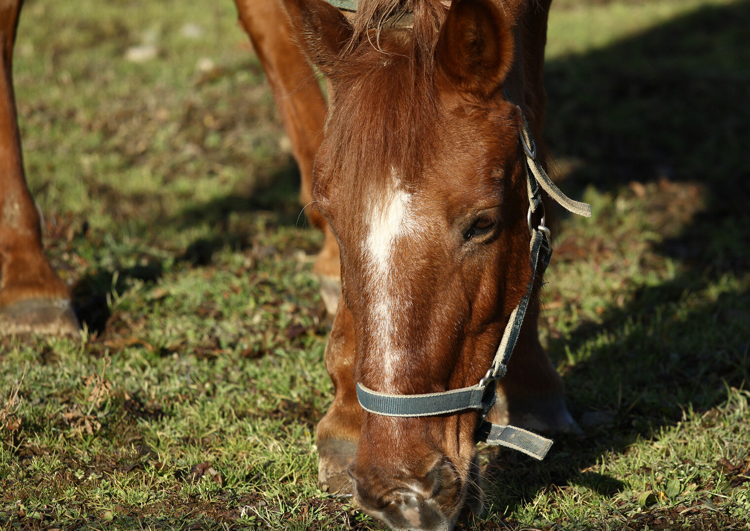 Adotta-un-cavallo-sostienici-Pippi.jpg