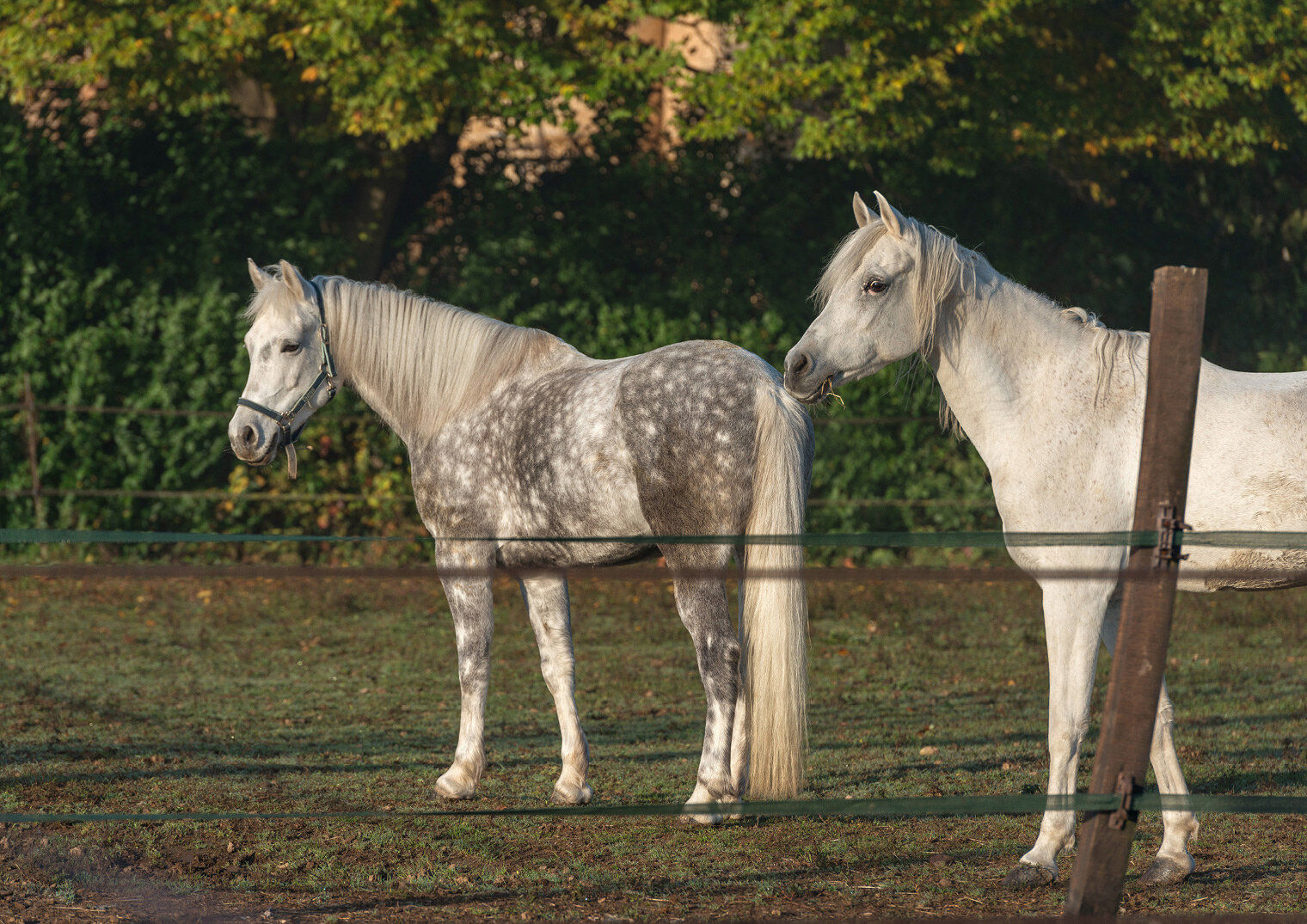 Adotta-un-cavallo-sostienici.jpg