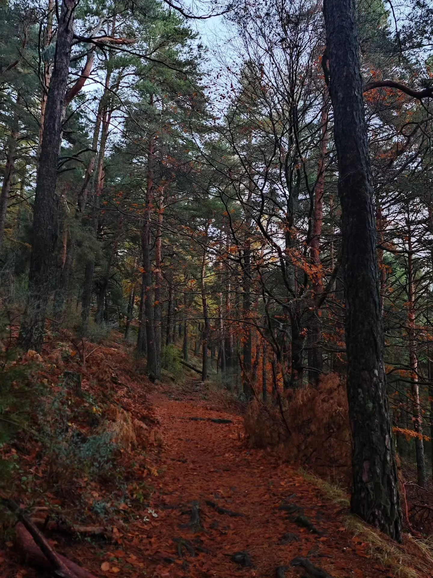 &Uacute;ltimos d&iacute;as de oto&ntilde;o, queridas 🍂
Disfr&uacute;tenlos, que son fugaces pero muy reconfortantes.

En la web, como es costumbre en esta casa por estas fechas, os he dejado un detall&iacute;n a modo de descuento en los talleres de 