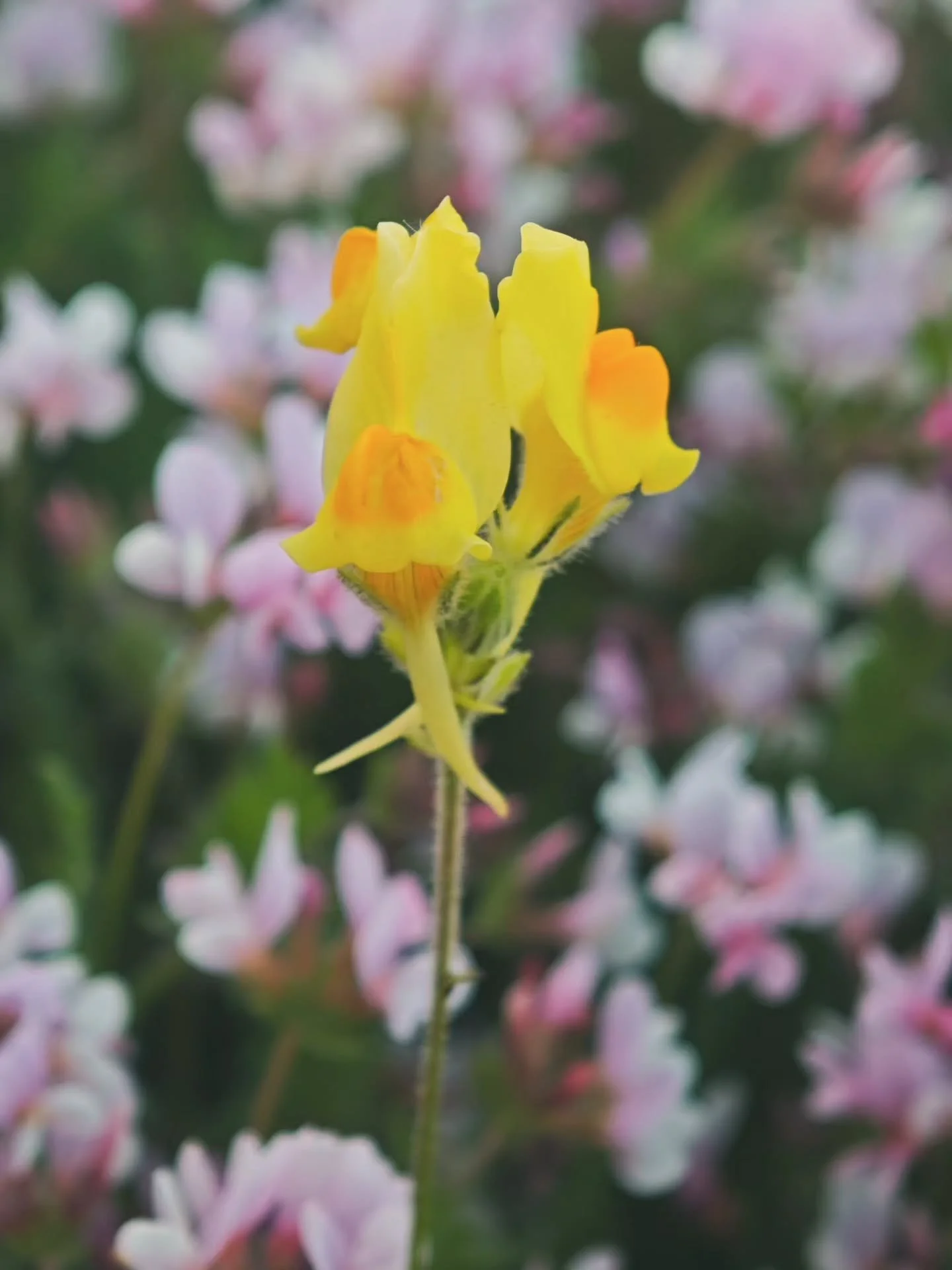 Cachines y spoilers de un marzo precioso ✨🌸✨

Esta primavera llega cargadita de hilos, flores y personas bonitas&hellip; y yo no puedo estar m&aacute;s agradecida.

Gracias, siempre, por compartir este caminito conmigo 💫