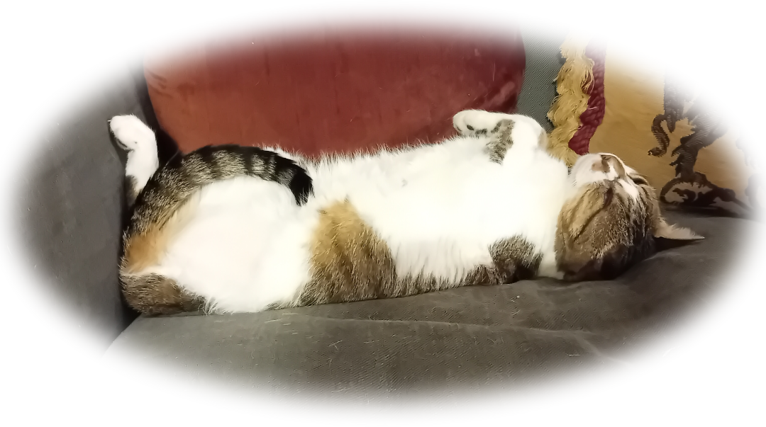Nigel's domestic cat with white, brown, and black fur sleeping on its back on a dark grey couch.