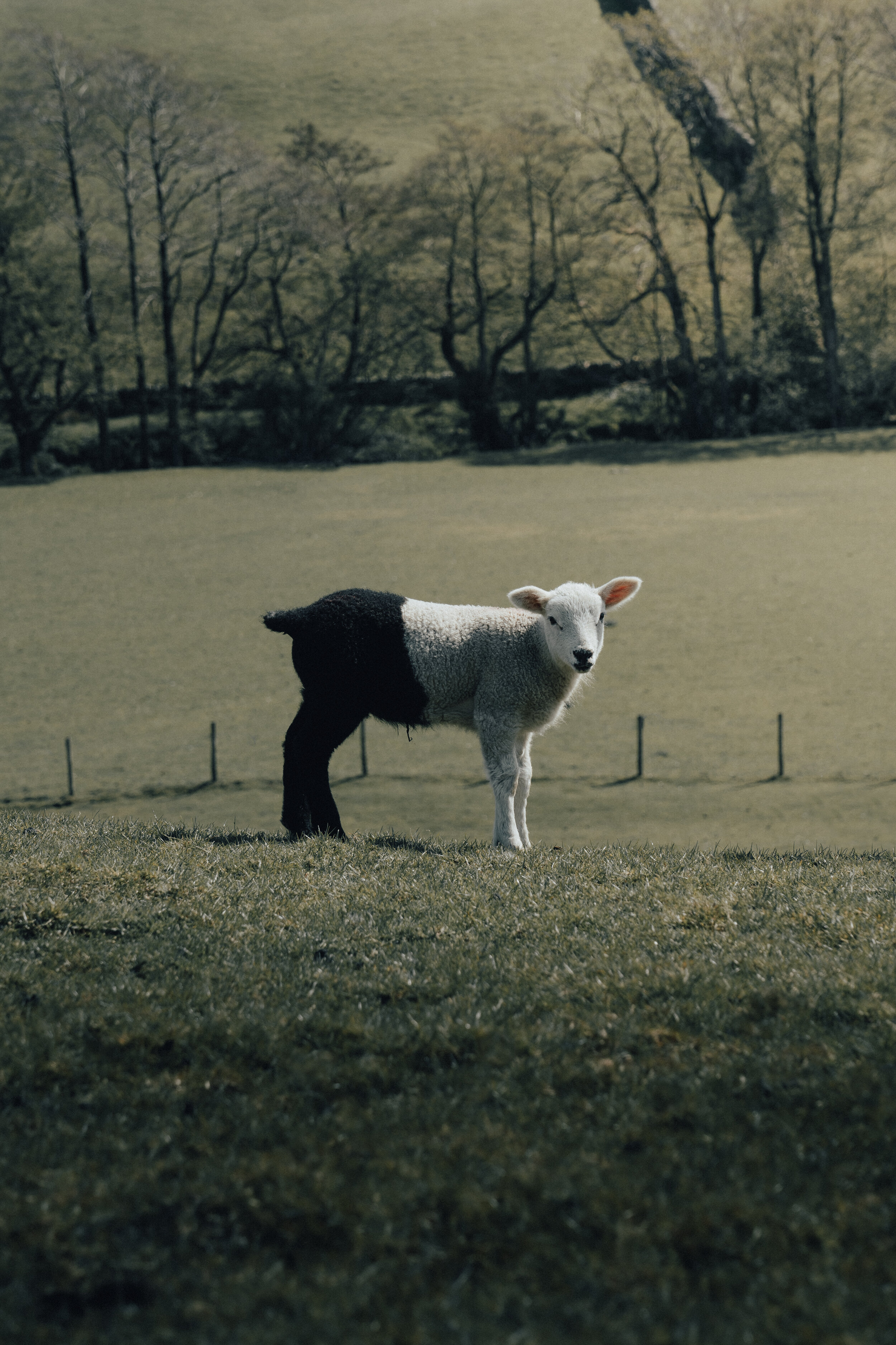sheep wearing trousers.jpg
