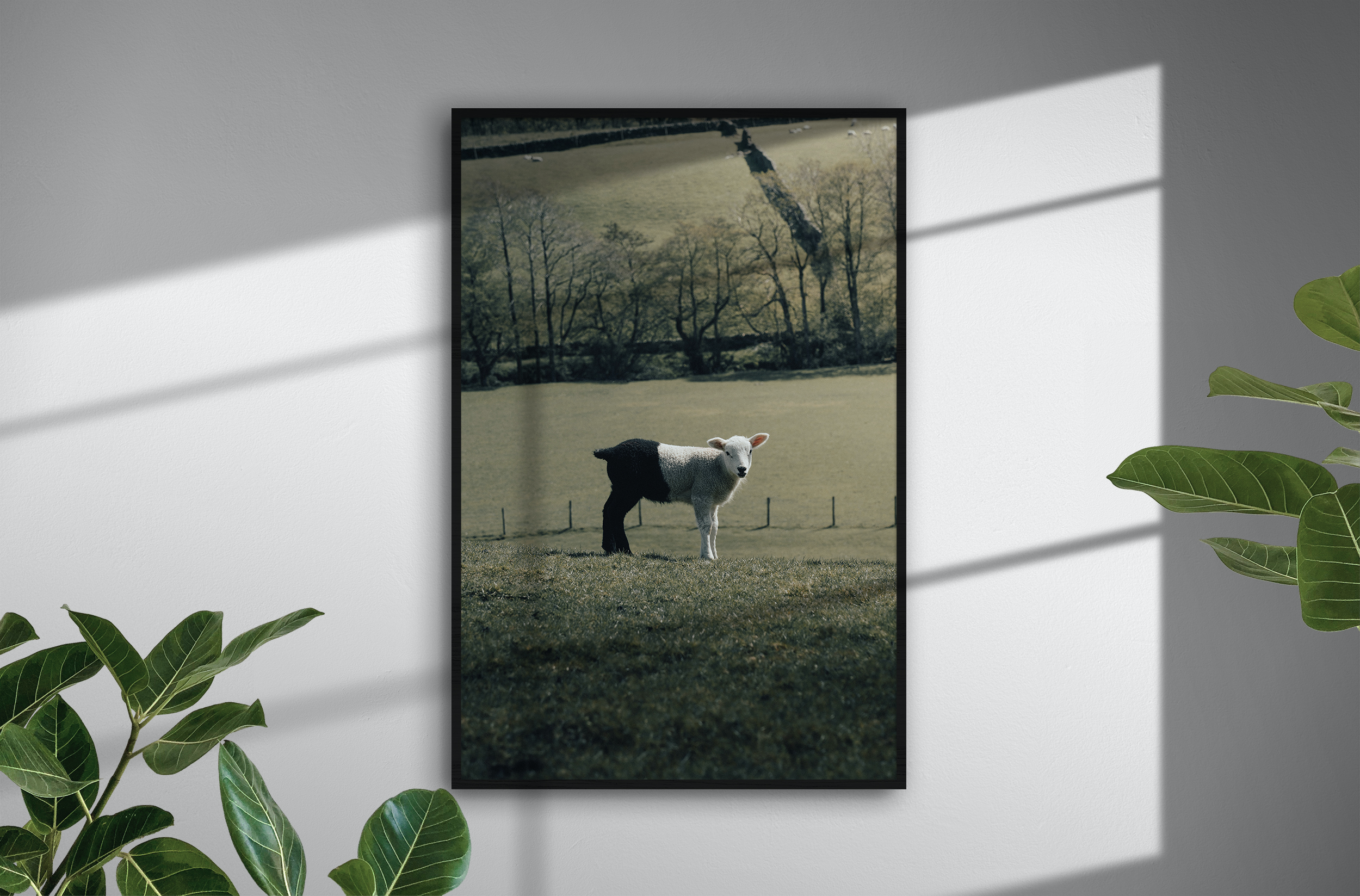 half black half white lamb fine art yorkshire photography framed print