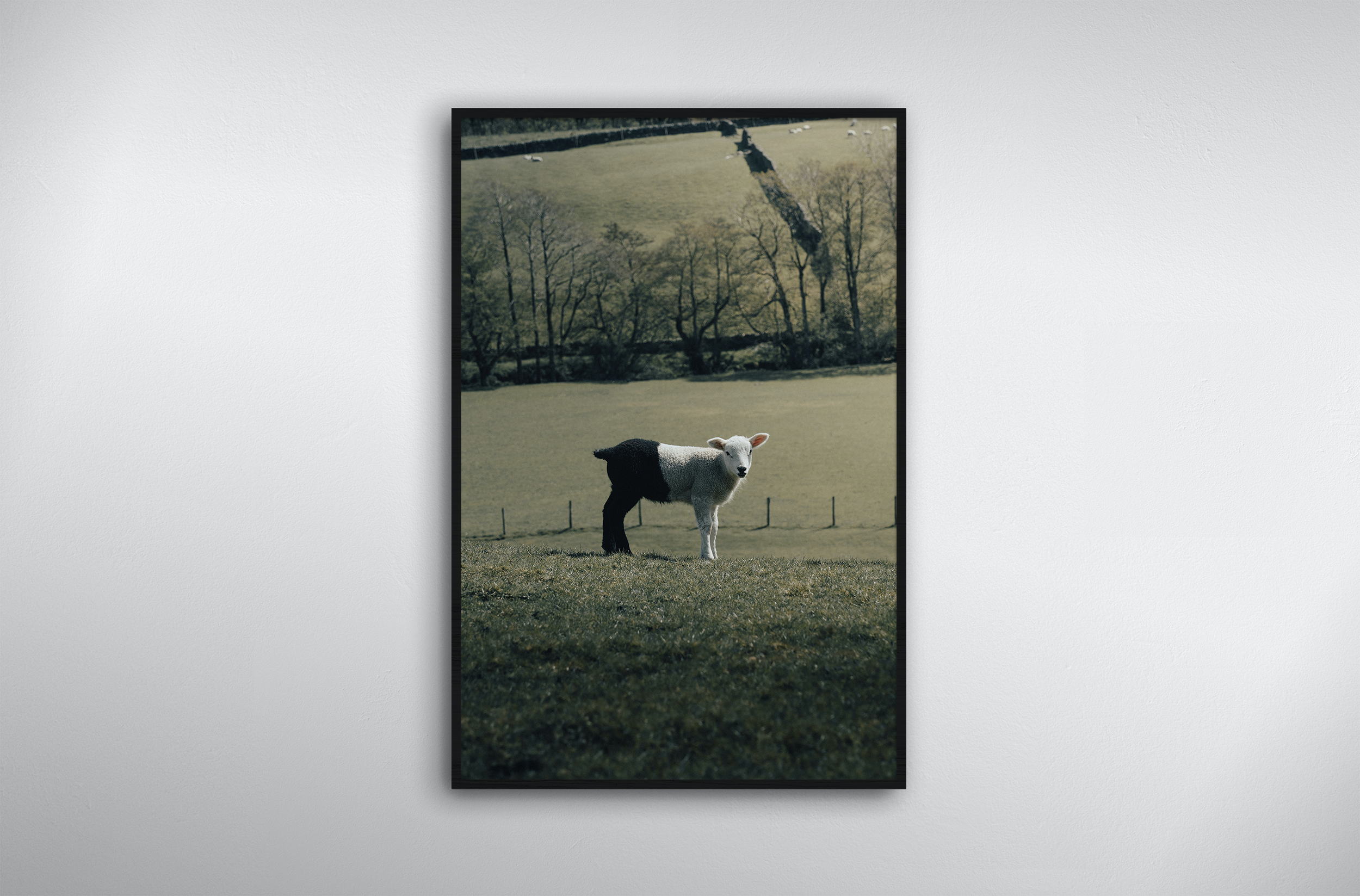 Sheep Wearing Trousers