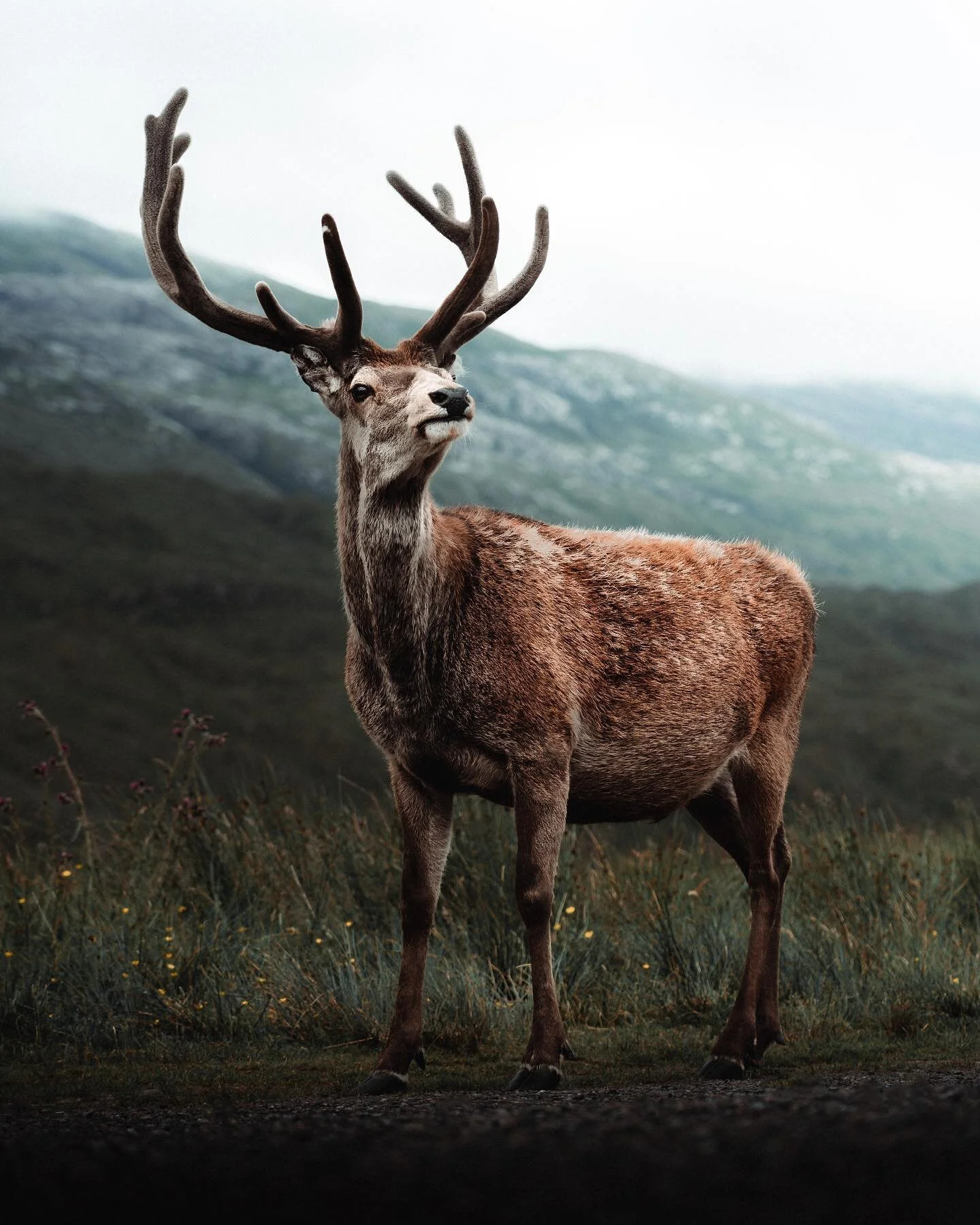 Scottish stag.

This is Callum who hangs around the NC500 route in Torridon waiting for food from passers by.

Swipe for a cheeky surprise 👅