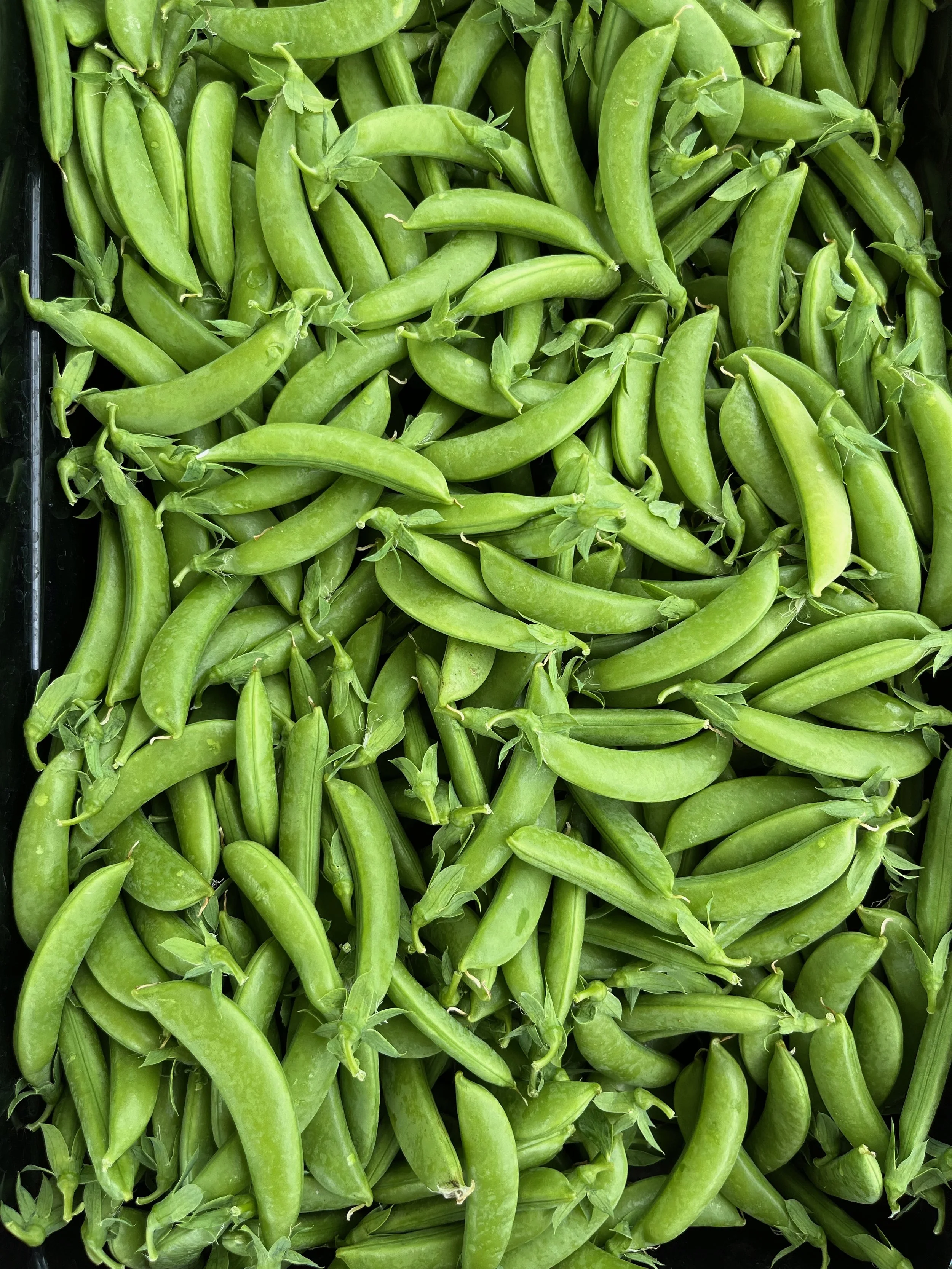 CSA Comparison Frontier Farm csa-comparison-frontier-farm