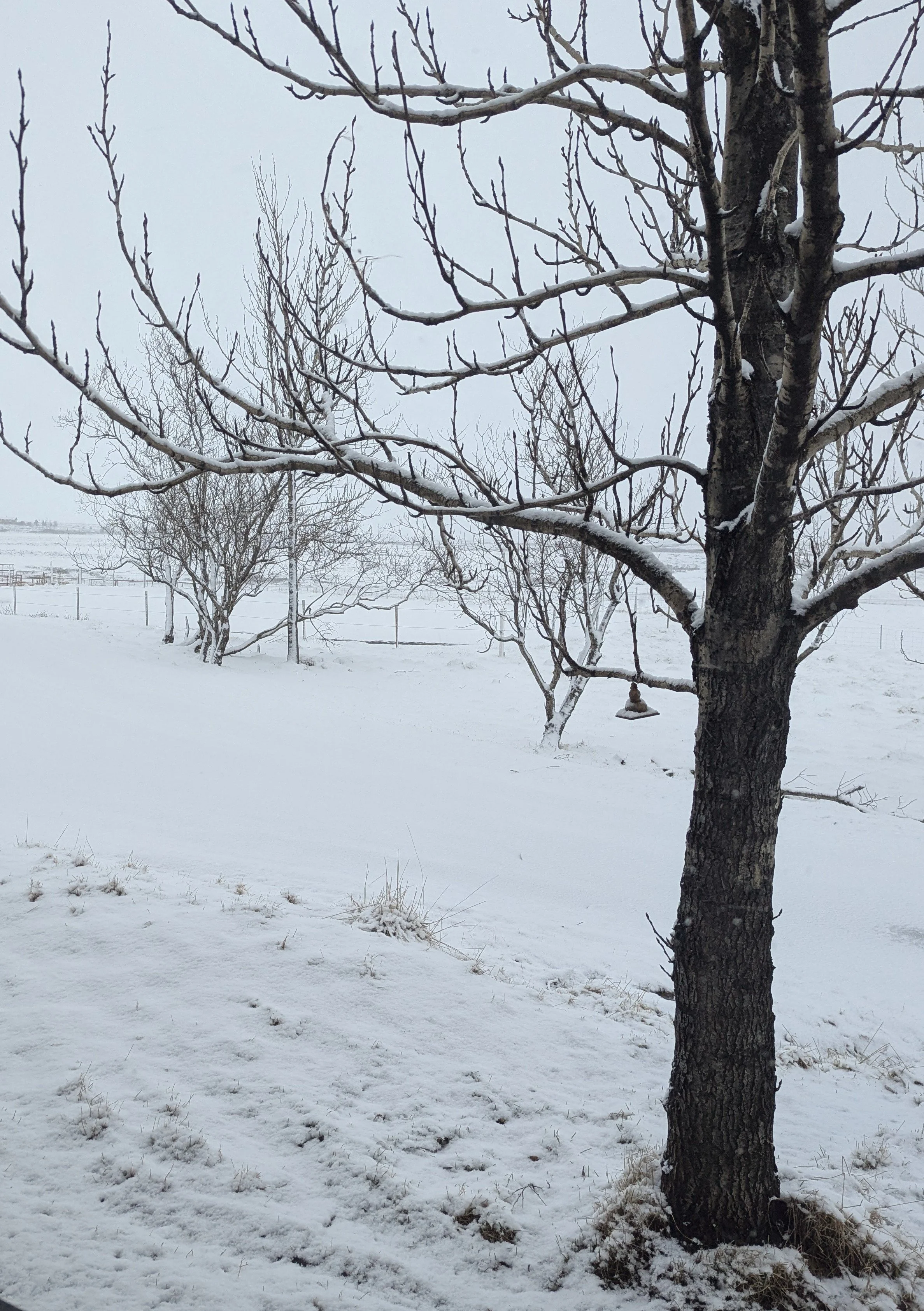 Hang out in the snow.jpg