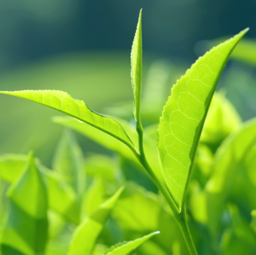 Tea Tree1.png