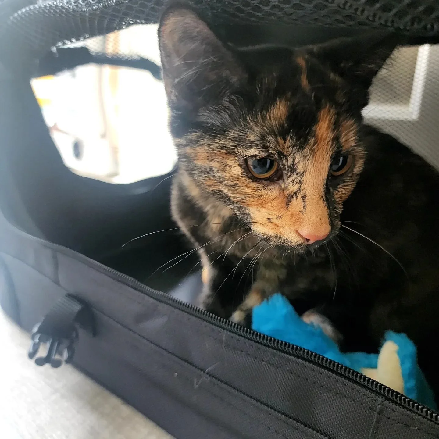 Welcome to our family little Scarlett 🧡
19.03.23