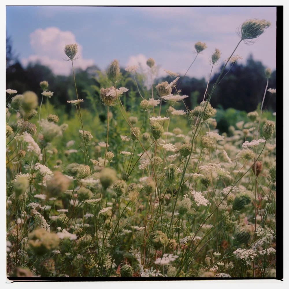 A field of white wildflowers with tall, slender stems and fuzzy, rounded flower heads, under a partly cloudy sky during daytime. Film wedding photographer in Maine. 