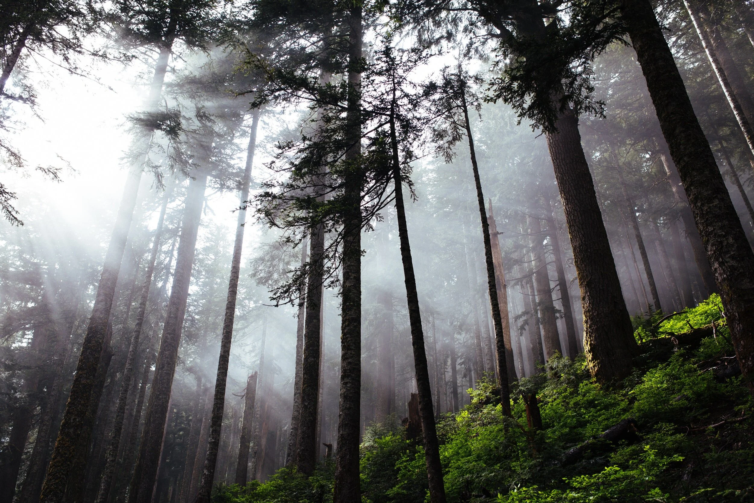 The energetics of growth……