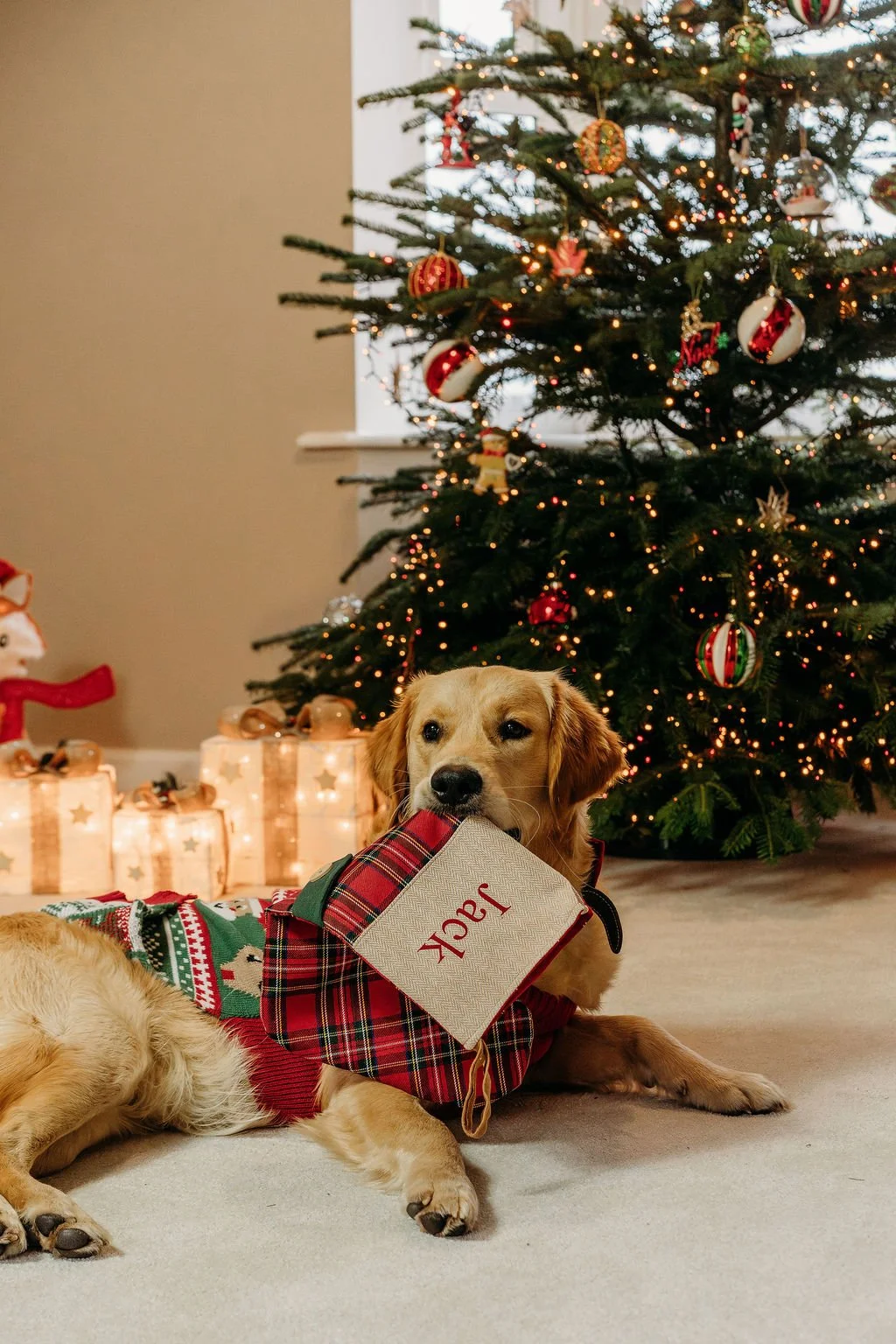 A Cosy Christmas at Home: A Couple’s Photoshoot with Their Dog 🎄🐾