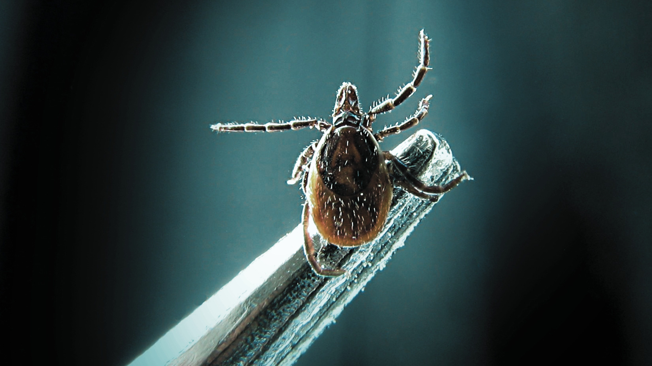 Tick-Borne Illnesses Are on the Rise. Here’s What You Need to Know.