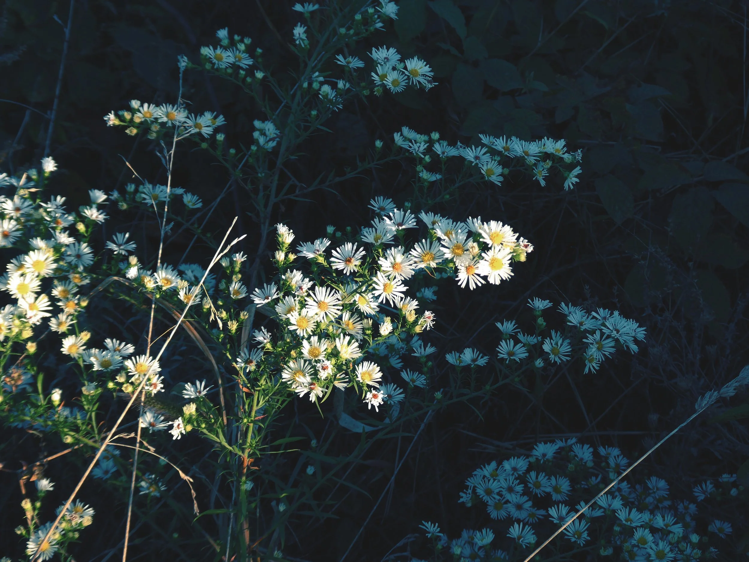 P1001175_VSCO.JPG