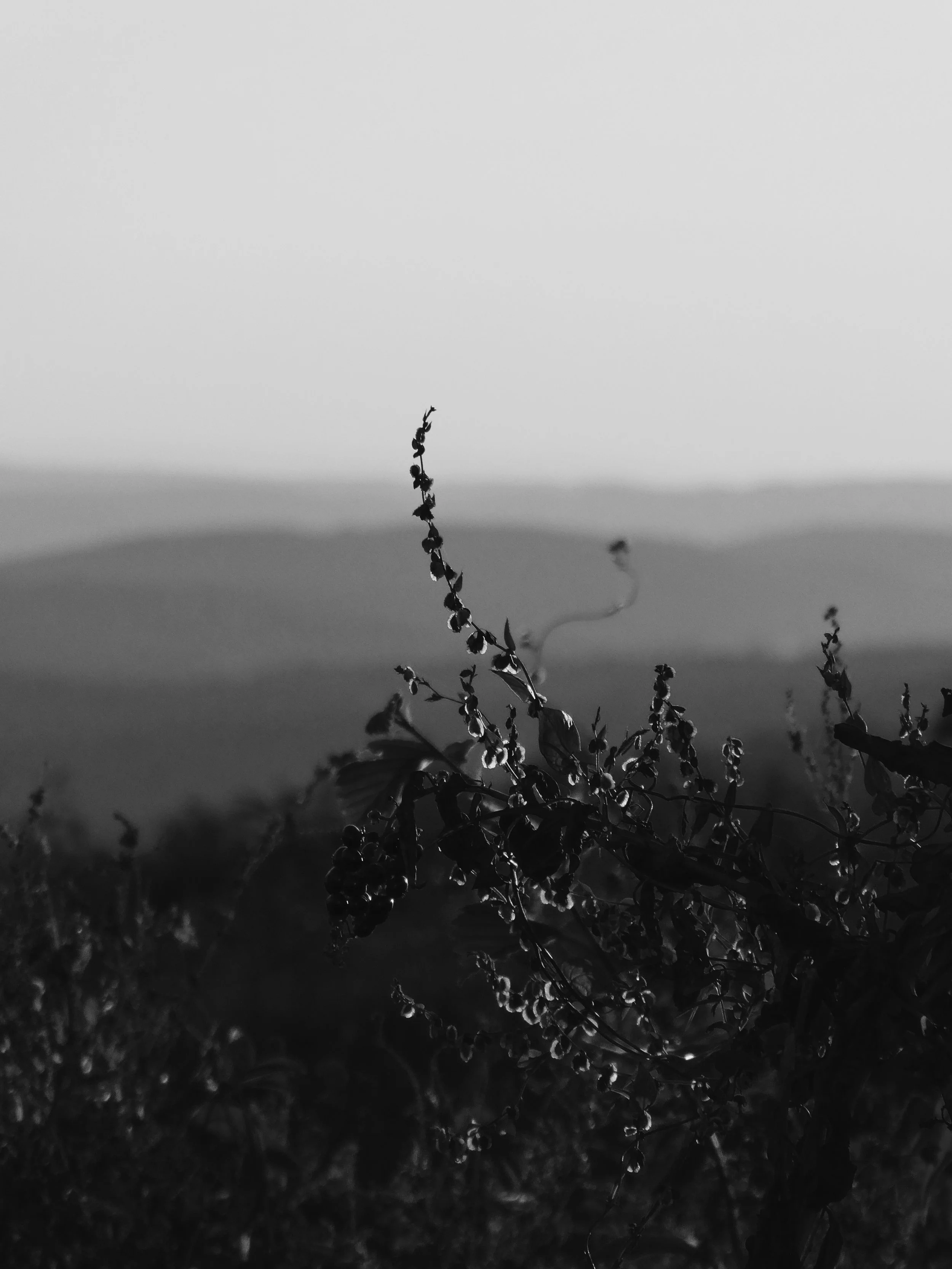 P1001181_VSCO.JPG