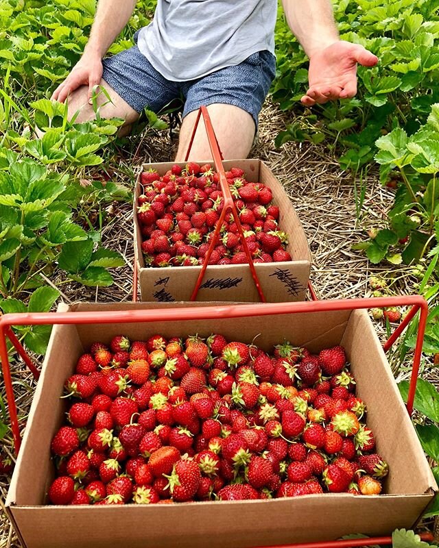 Can you believe it? We are less than two months away from strawberries 🤤. We are working on processes to make picking in the patch a safe, fun experience for all this summer 🍓. We look forward to seeing you. What a shot 📷: @kristy_wagner !#grandra