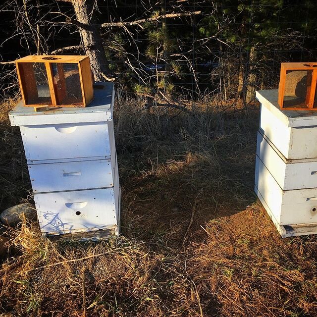 We welcomed some new bees to the patch this weekend! 👀 See that wood and wire box on top of the white hives? That&rsquo;s what the bees are transported in. The small boxes in front of those are how the Queens are transported separately, presumably i