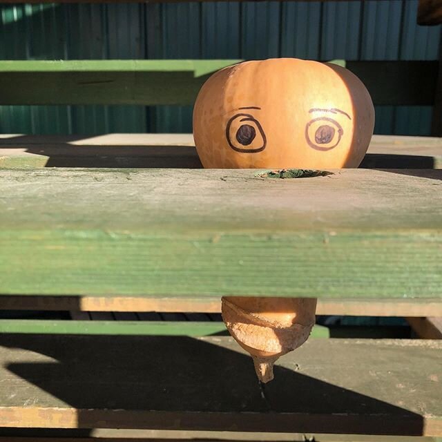 Starting to feel like a squash with a face wedged between two bleachers? We see you- and you look fantastic. .
.
Lavalier&rsquo;s Berry Patch is starting to think about ways we&rsquo;ll be modifying our pickings this summer taking social distancing i
