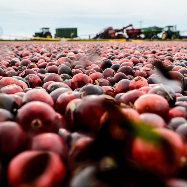 SUCH a beautiful picture- totally stolen off the @uwmadison college of agriculture Facebook page after reading an article about the millions of dollars being invested in improving the quality of cranberries across Wisconsin. Interesting! .
.
The seco