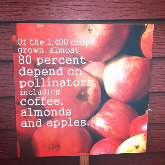 ....and APPLES!! .
.
This was a sign at the @mnstatefair that I found interesting- but we definitely depend on our honey bees at Lavalier&rsquo;s Berry Patch and Orchard! They help make our apples extra sweet and delicious. 🐝 .
.
Speaking of apples-
