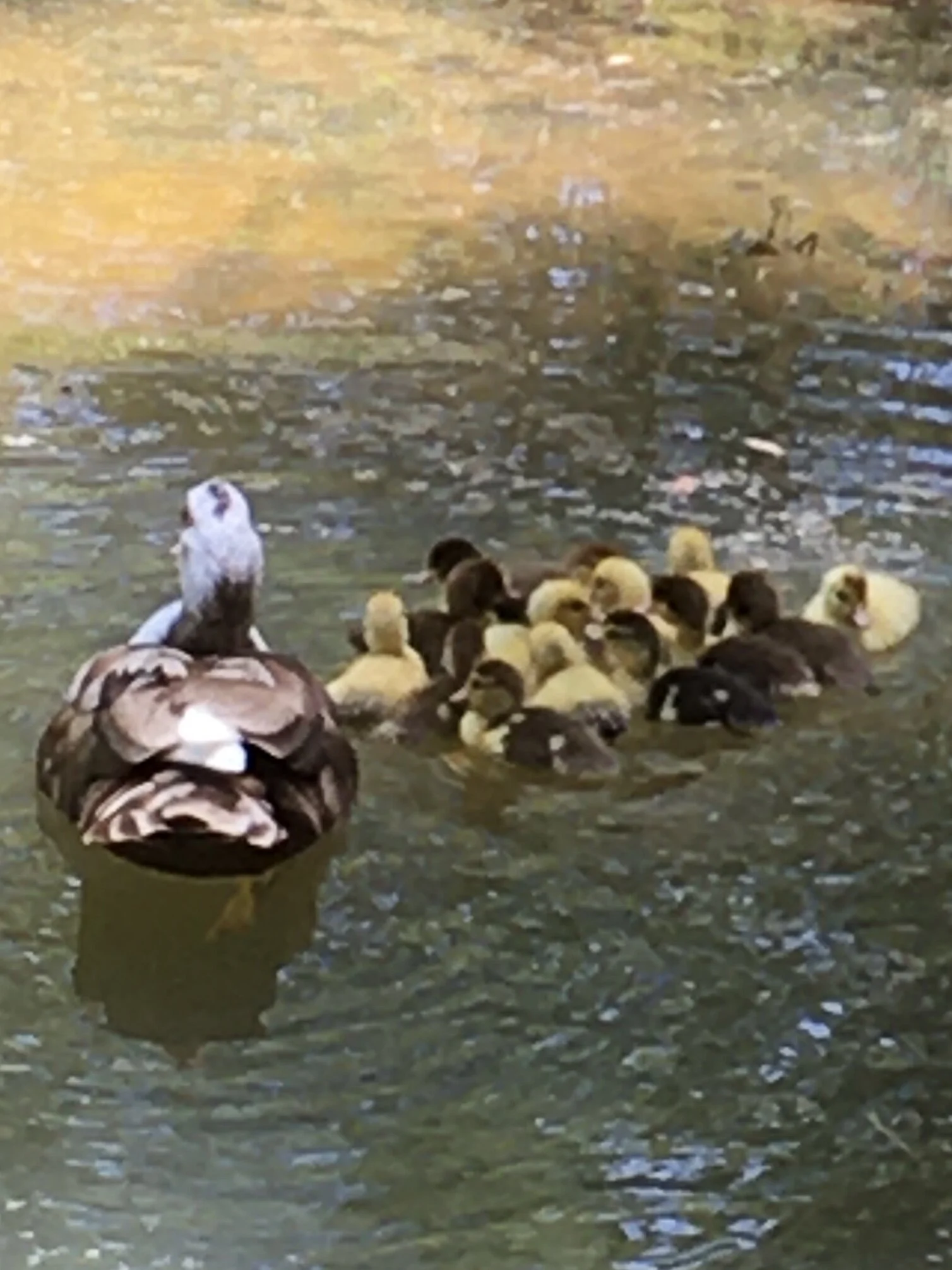Ducklings on the pond.JPG