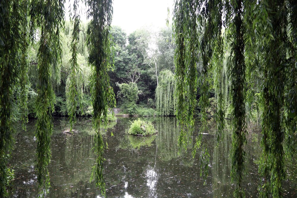 Amphibienschutzgebiet im Ernst-Thälmann-Park