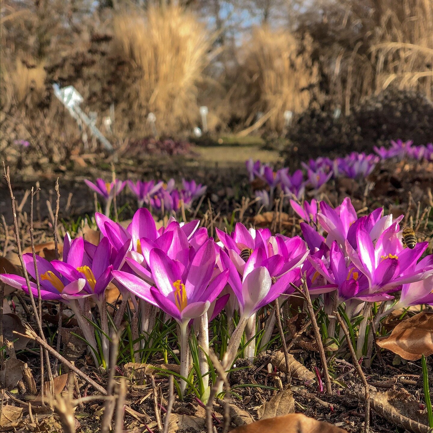 First #flowers begin to #blossom 🌷 Spring is soon in full bloom here in #Berlin and we could not be happier! ⁠
⁠
#aboutberlinhotel #spring #bloom #flowers #goodenergy #goodvibes #flowerpower