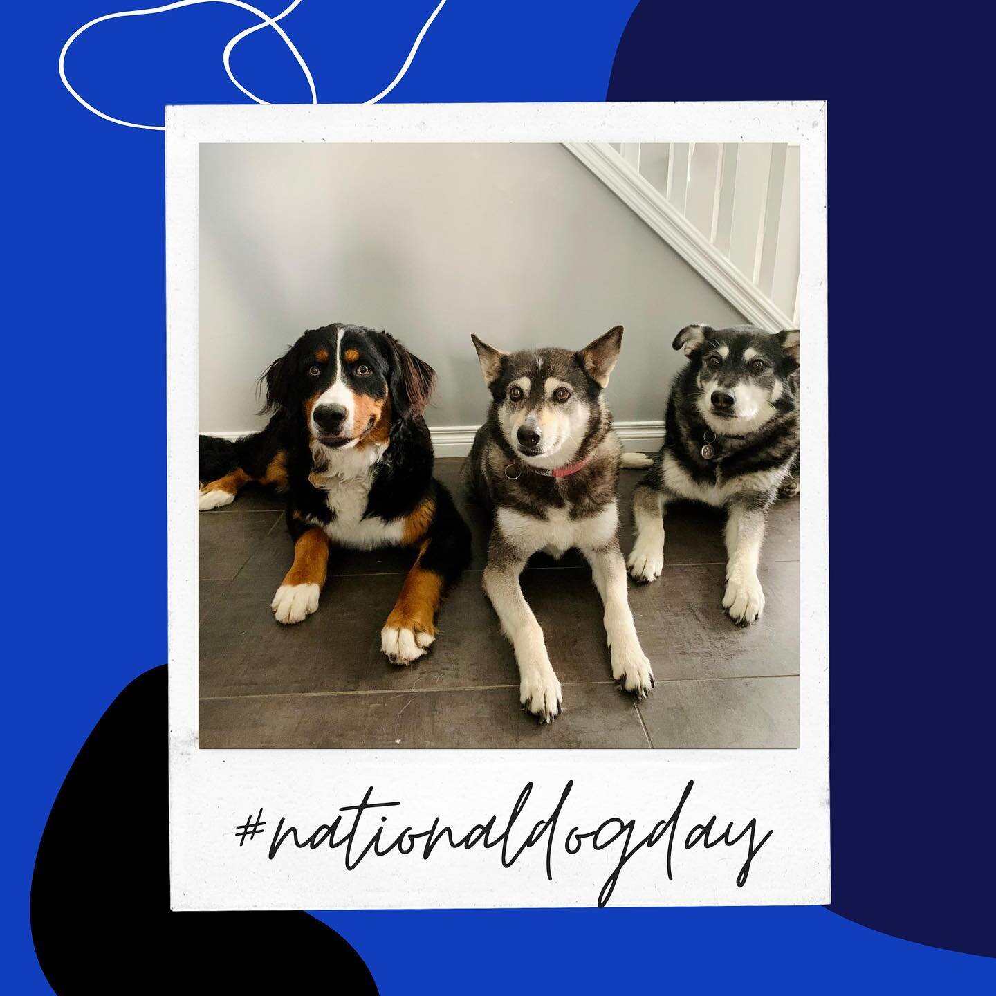 These three are keeping us on our toes this week but those tail wags can make anyone&rsquo;s day better. #nationaldogday #dogsofinsta #twooldiesandababy 🐻🐺🐺