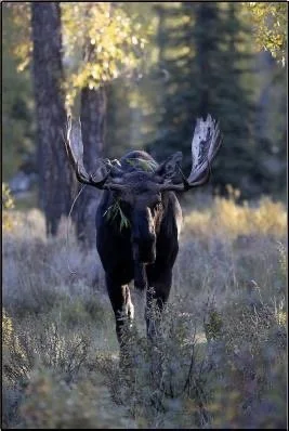 In the Rut