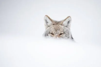 Snowdrift